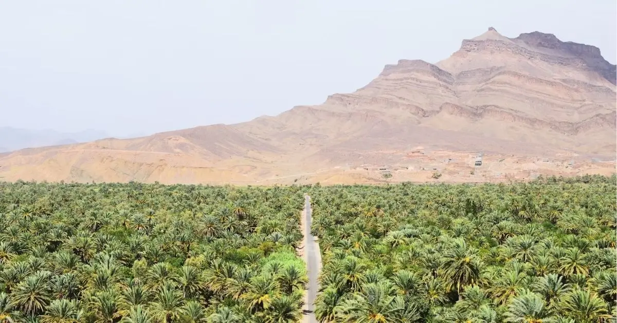 Road through the Draa Valley palm groves in Agdz, Morocco — a scenic route on Morocco tours 2025