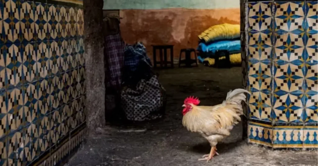 Moroccan rooster standing near traditional mosaic tiles in an old medina