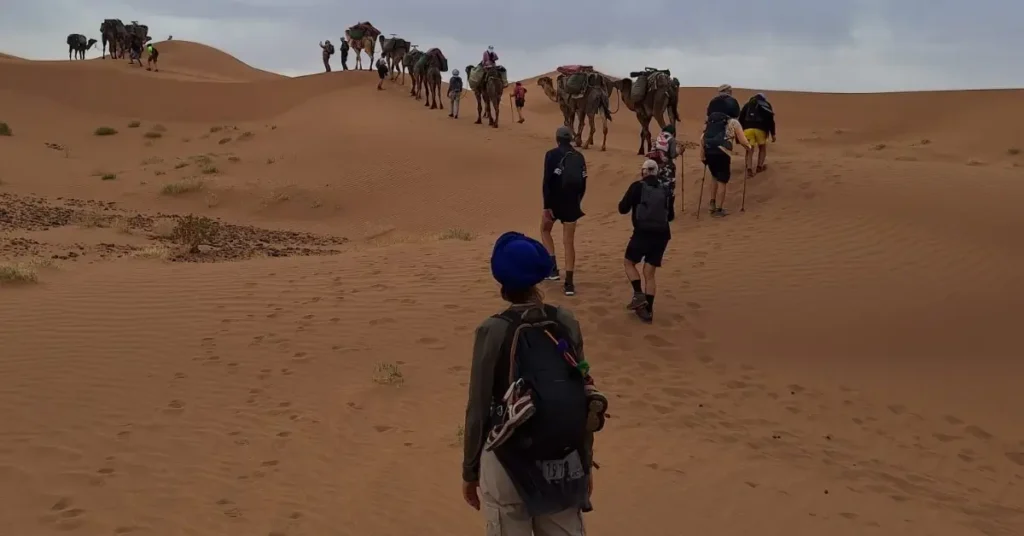 Morocco travel group trekking behind camels in desert dunes