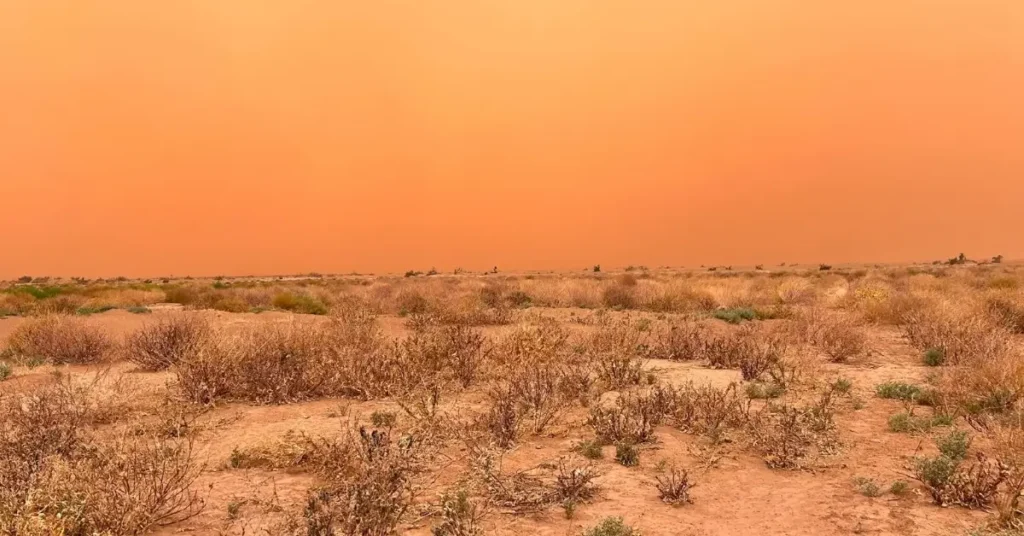 Wide Sahara landscape with brush and dramatic orange sky