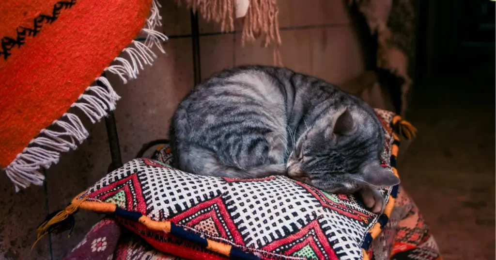 Cat sleeping on traditional Berber cushions in a Moroccan medina :morocco tours